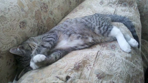 Cute pics of my kitties guaranteed to make you smile :). Post your pics too! :  wedding kitten cute Kitties4