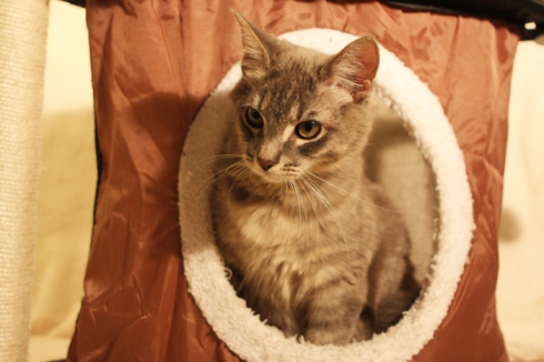 What breed are my cats? :  wedding Murphy2web