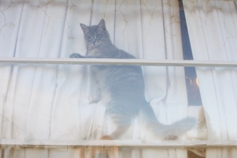 What breed are my cats? :  wedding Murphy4web