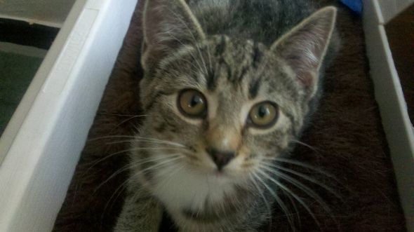 Name this kitten! :) :  wedding kitten Newkitten1