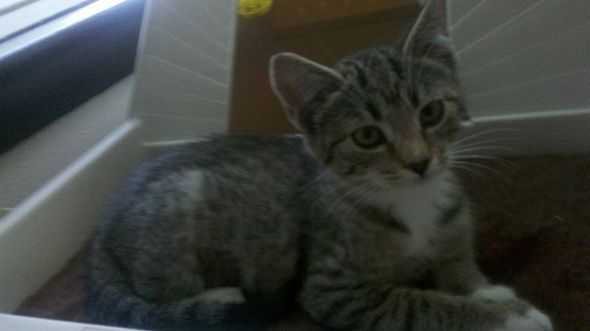 This kitten matches my cat & I really want her! : wedding kitten Newkitten2