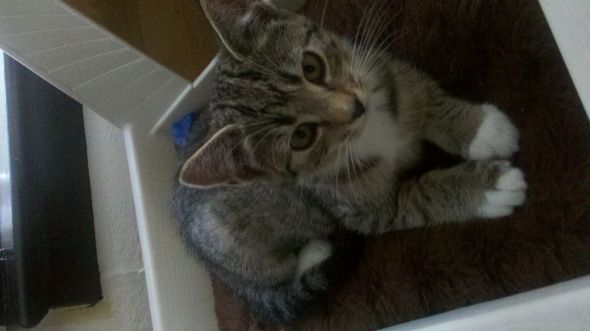 This kitten matches my cat & I really want her! : wedding kitten Newkitten3