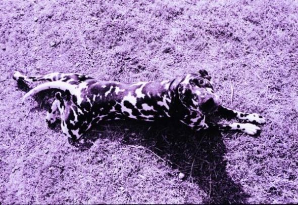 How did you name your pet? :  wedding pet names Pup1