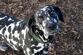 Dog owners - post puppy pics! : wedding Pup3