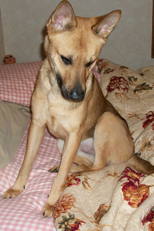 Having to rehome my dog, not handling it well at ALL. :  wedding Quil