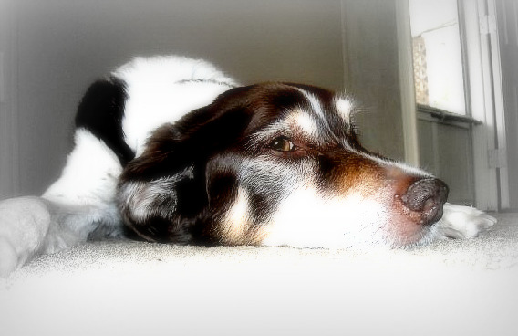 Pets No Longer With Us (Share your pictures/memories!) :  wedding Retouch1