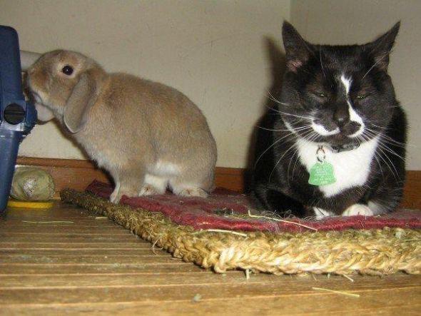 Anyone keep bunnies? :  wedding rabbit bun bunny bunnies rabbits Untitlghed