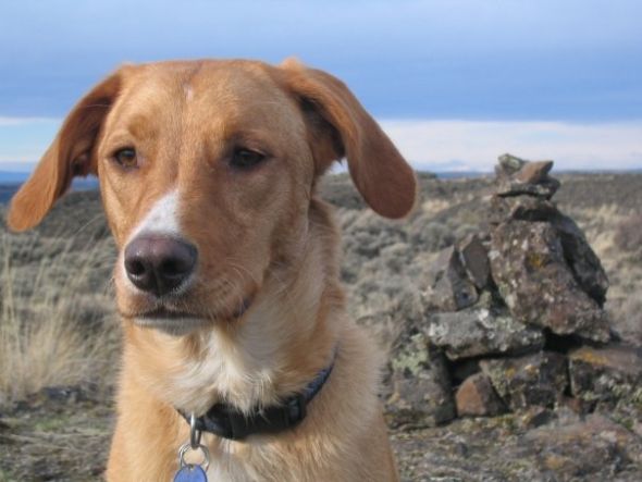 Lab Brittany Mix