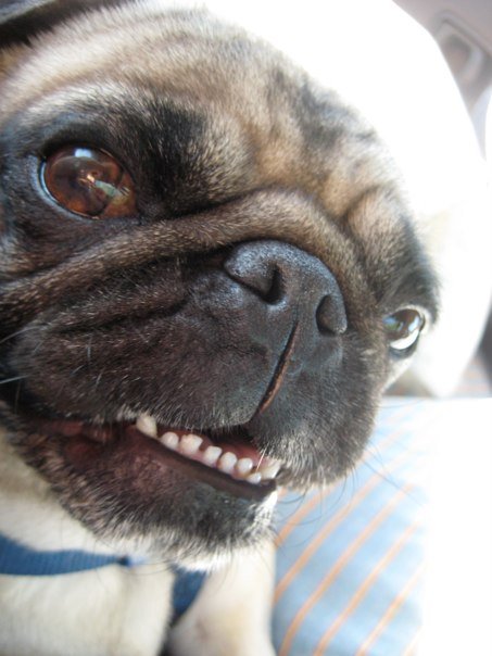 Precious Pugs! : wedding pugs pets 4402 508963796141 83000770 30399475 5620921 N