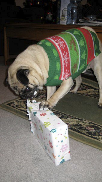 Precious Pugs! : wedding pugs pets Xmas