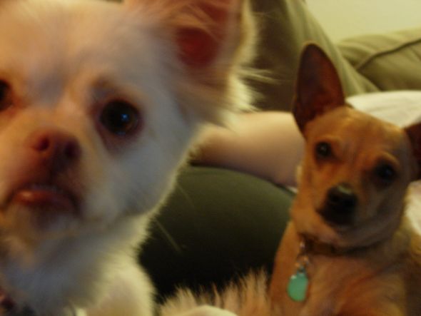 hybrid dog breeds?  Do you have one?  (cute pic of dog included) :  wedding 008 2