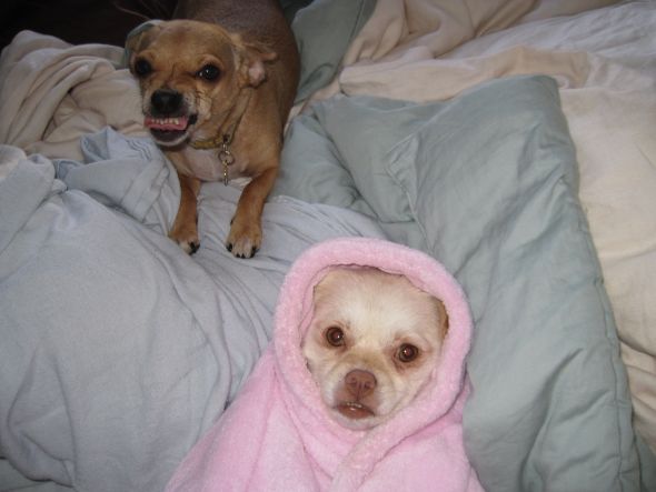 hybrid dog breeds?  Do you have one?  (cute pic of dog included) :  wedding IMG 0203