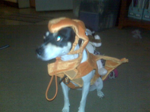 Why are dogs in costume so cute? : wedding IMG00127