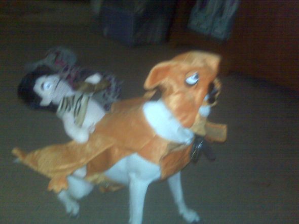 Why are dogs in costume so cute? :  wedding IMG00129