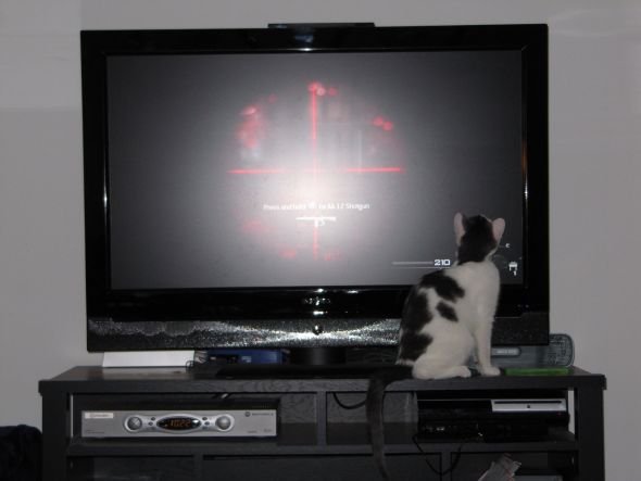 Why I think my Cat is an Alien :  wedding Fall09 019