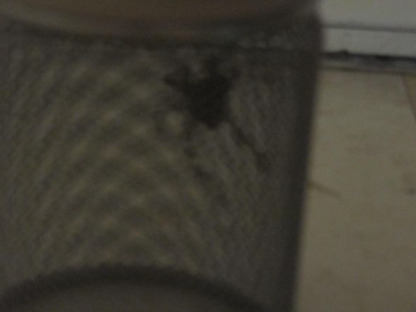 I'm imprisoned in my apartment by a spider :  wedding Sppidersandfun 013