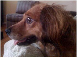Lets show off our pets! :  wedding My Buster