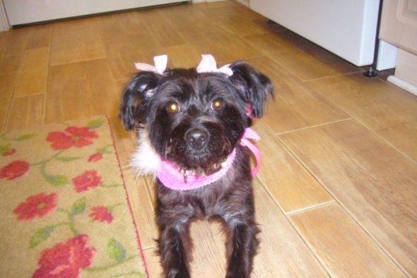 Show off your Terrier! : wedding Laci