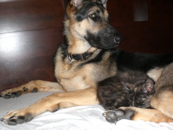 German Shepherd Puppy :  wedding puppy german shepherd Samlucy