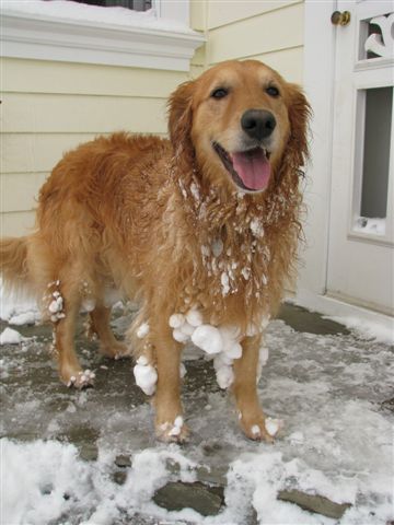 Go ahead, be jealous of my dogs=) :  wedding dogs snow IMG 5088