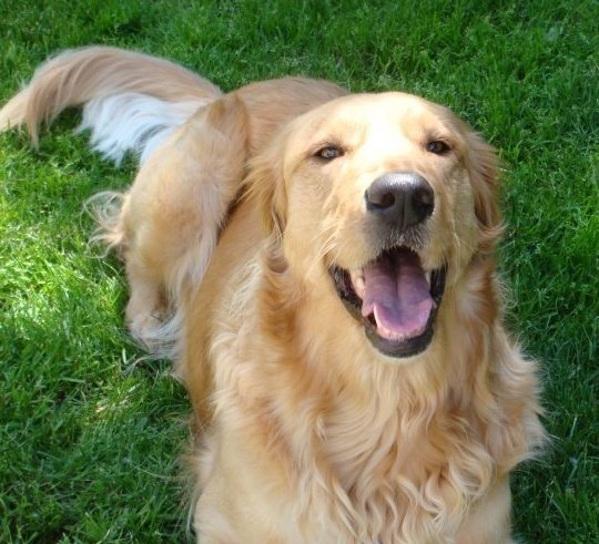 Show us your fur babies! :  wedding pets Lucy