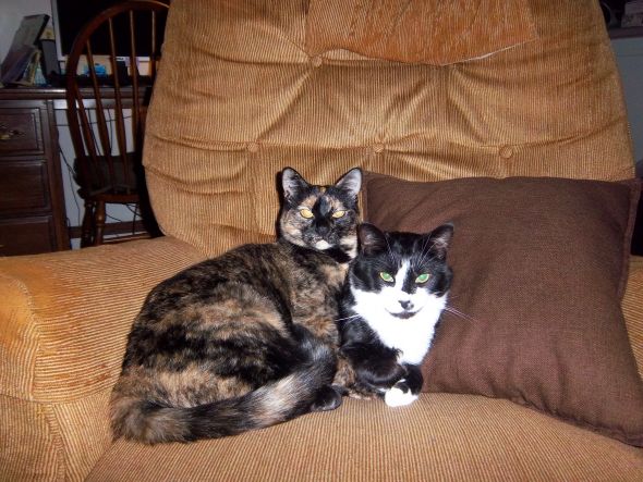 Spin-off: Do you favor one of your pets more than the others? :  wedding George And Sophie