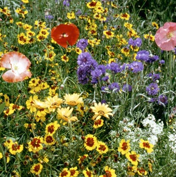 Prairie flower bouquet or arrangement? :  wedding prairie flower bouquet natural Drmx