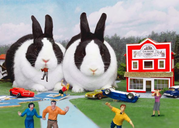 Anyone keep bunnies? :  wedding rabbit bun bunny bunnies rabbits 2