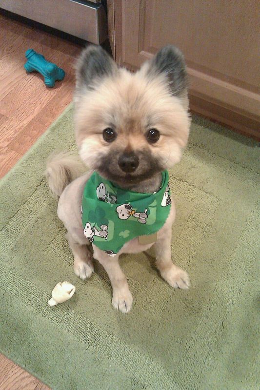 Pomeranian vs. Shih Tzu :  wedding 190816 10100439143399969 6810705 64902933 7832409 O2