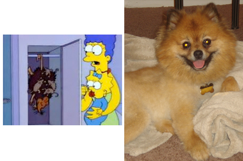 How did you name your pet? :  wedding pet names Bites