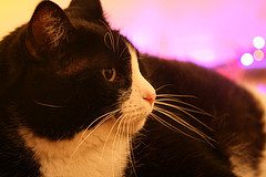 My cat is fat! :  wedding Kurby
