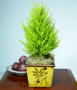 Live potted plants as centerpieces? : wedding PLTlmncypress L