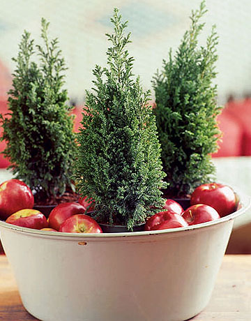 Live potted plants as centerpieces? : wedding Trees Apples De