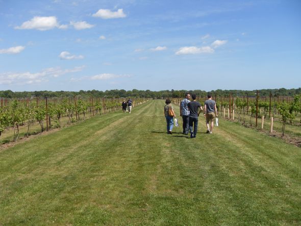 SE Connecticut venue suggestions :  wedding Vines