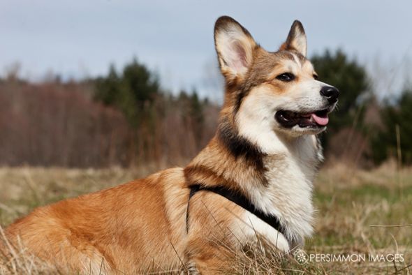 Show me your doggies! :  wedding dogs cute Cougar Mtn 17 Sm
