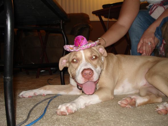 Show Me Your Pits! lol (PIT BULLS) :  wedding pets pit bull dog DSC05076