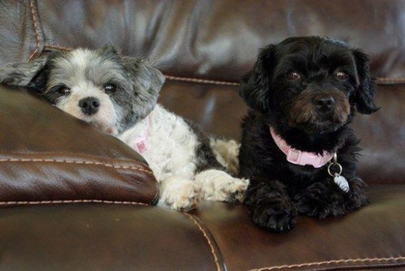 Any Poodle Owners? :  wedding Mutts