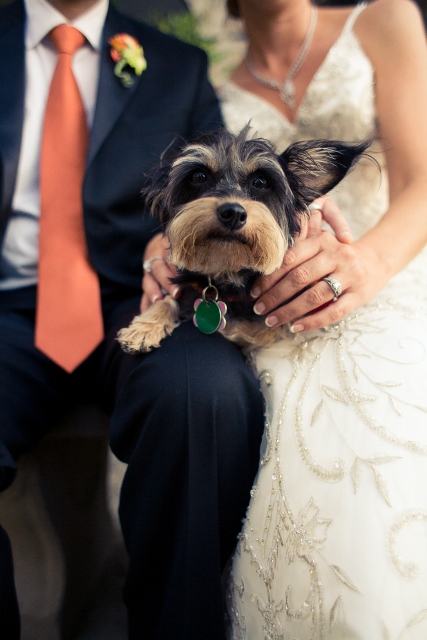 Questions about dogs.. Help! : wedding ES387 427x640