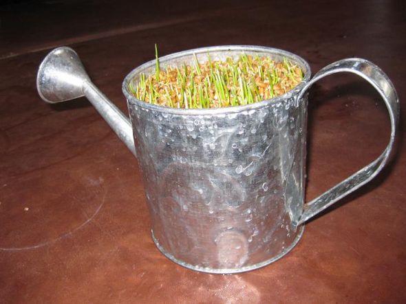 How to Grow a Wheatgrass Centerpiece :  wedding wheatgrass wheatgrass centerpiece grow a wheatgrass centerpiece diy centerpiece Growing Wheatgrass Centerpiece