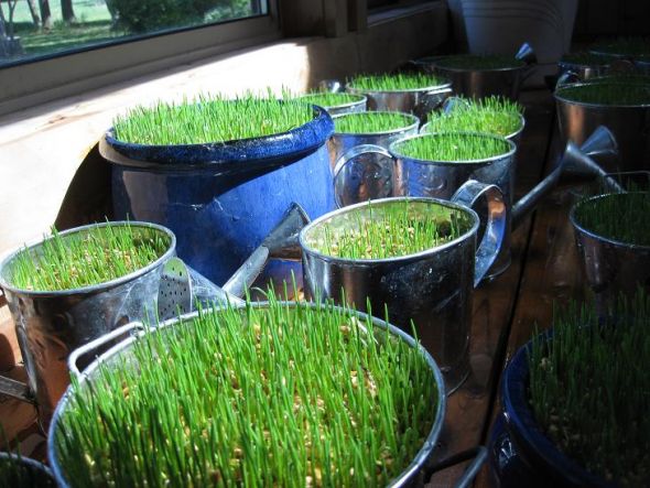 How to Grow a Wheatgrass Centerpiece :  wedding wheatgrass wheatgrass centerpiece grow a wheatgrass centerpiece diy centerpiece How To Grow A Wheatgrass Centerpiece