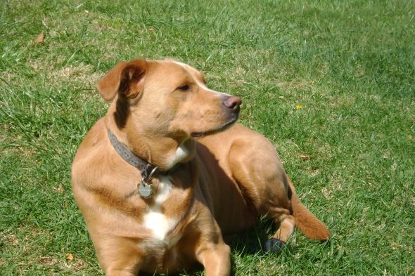 Lets show off our pets! :  wedding MaxDog