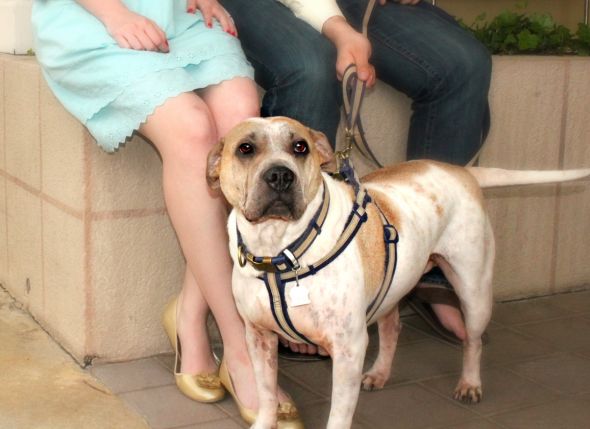 Dogs in the Engagment Photos :  wedding dog pet dogs photography photos idea engagment inspiration IMG 0508
