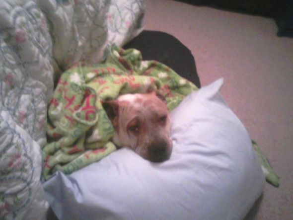 Pitbulls- are you afraid? :  wedding Bedtime