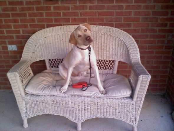 just had to share (cute pics of your pets) :  wedding 0617101958a