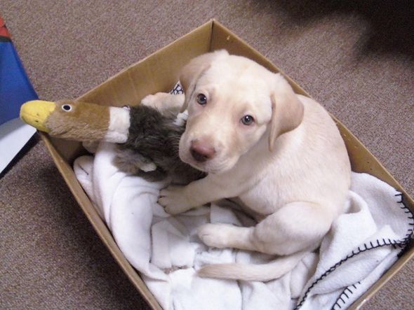 just had to share (cute pics of your pets) :  wedding 0712092142