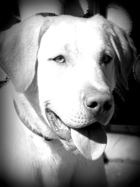 FH and I want to get a dog :  wedding Ruger
