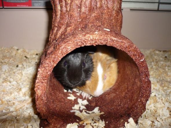 Adopting a guinea pig!! :  wedding Guineapiggies
