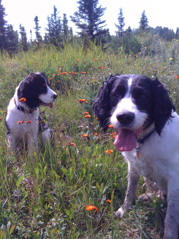 Let's talk about getting a dog :  wedding Dogs