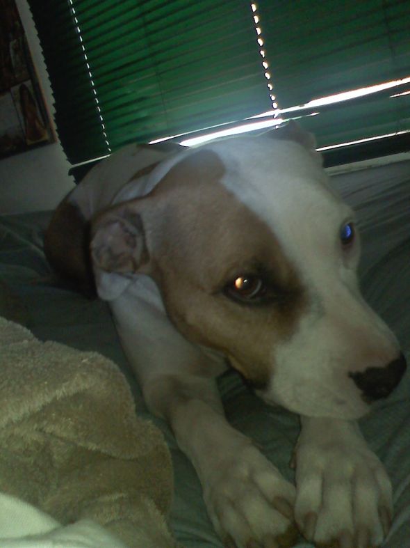 Show Me Your Pits! lol (PIT BULLS) :  wedding pets pit bull dog 1115090933