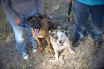 Dogs in the Engagment Photos :  wedding dog pet dogs photography photos idea engagment inspiration Valdez 72
